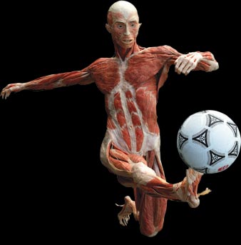 Soccer Player Body